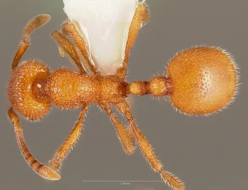 Stenamma exasperatum specimen CASENT0005814 image casent0005814_1