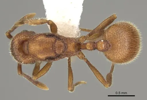 Stenamma exasperatum specimen CASENT0863116 image casent0863116_1