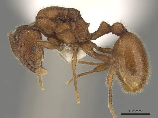 Stenamma exasperatum specimen CASENT0863116 image casent0863116_3