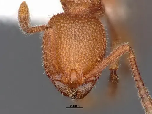 Stenamma exasperatum specimen CASENT0884233 image casent0884233_2