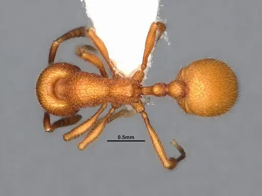 Stenamma exasperatum specimen CASENT4032366 image casent4032366_1