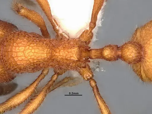 Stenamma exasperatum specimen CASENT4032366 image casent4032366_2