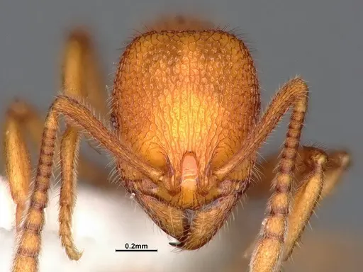 Stenamma exasperatum specimen CASENT4032366 image casent4032366_3