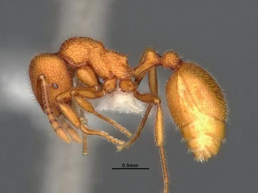 Stenamma exasperatum specimen CASENT4032366 image casent4032366_4