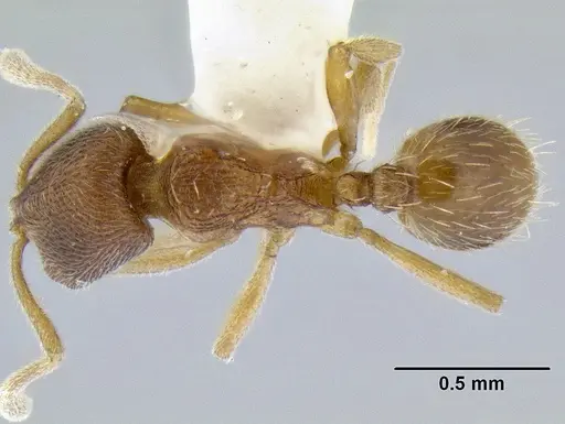Stenamma excisum specimen CASENT0126237 image casent0126237_1