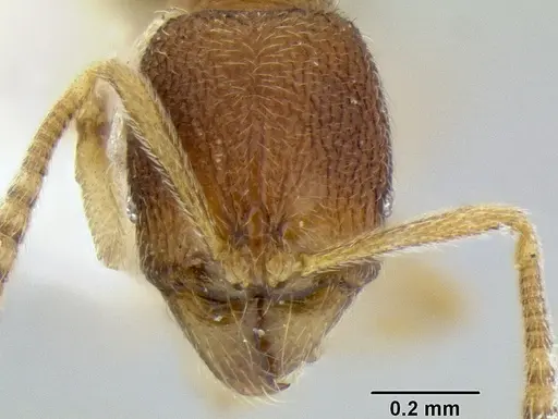 Stenamma excisum specimen CASENT0126237 image casent0126237_2