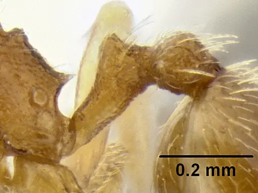 Stenamma excisum specimen CASENT0126237 image casent0126237_4