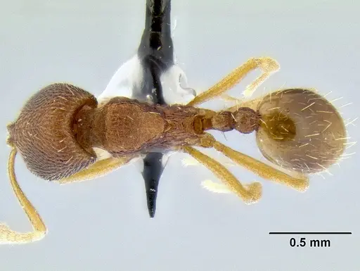 Stenamma excisum specimen CASENT0126243 image casent0126243_1