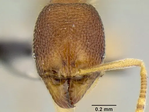 Stenamma excisum specimen CASENT0126243 image casent0126243_2