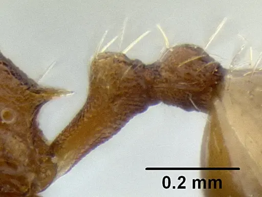 Stenamma excisum specimen CASENT0126243 image casent0126243_4