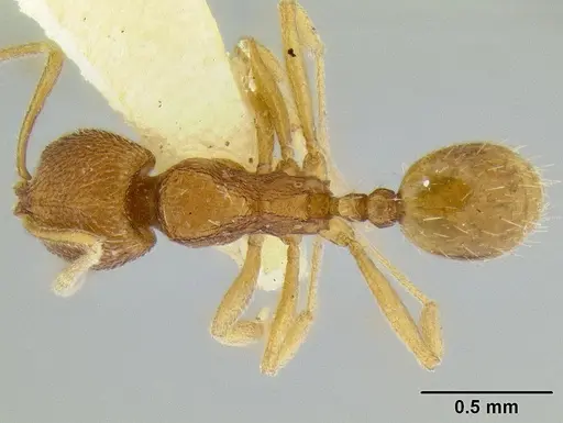 Stenamma excisum specimen CASENT0126244 image casent0126244_1