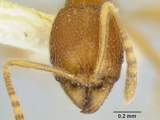 Stenamma excisum specimen CASENT0126244 image casent0126244_2