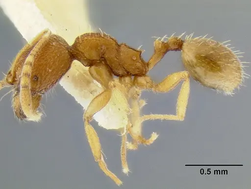 Stenamma excisum specimen CASENT0126244 image casent0126244_3