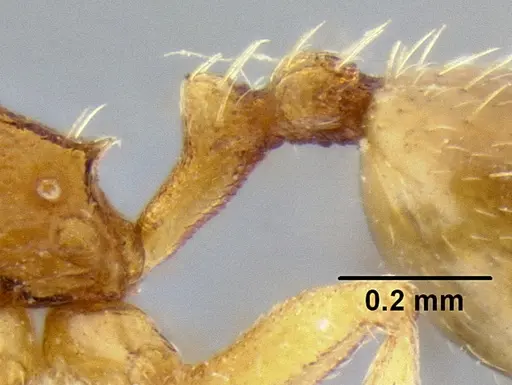 Stenamma excisum specimen CASENT0126244 image casent0126244_4