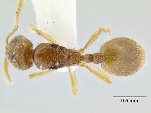 Stenamma excisum specimen CASENT0194037 image casent0194037_1