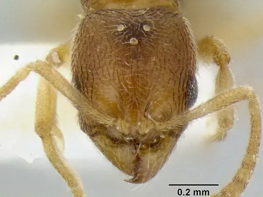 Stenamma excisum specimen CASENT0194037 image casent0194037_2