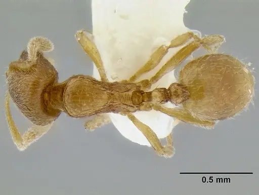 Stenamma excisum specimen CASENT0194039 image casent0194039_1