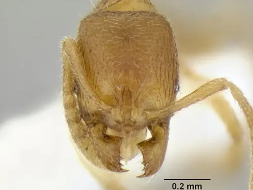 Stenamma excisum specimen CASENT0194039 image casent0194039_2
