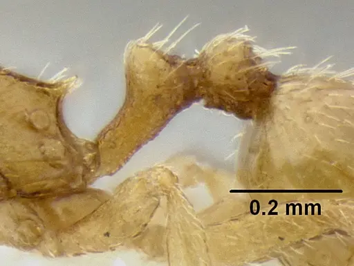 Stenamma excisum specimen CASENT0194039 image casent0194039_4