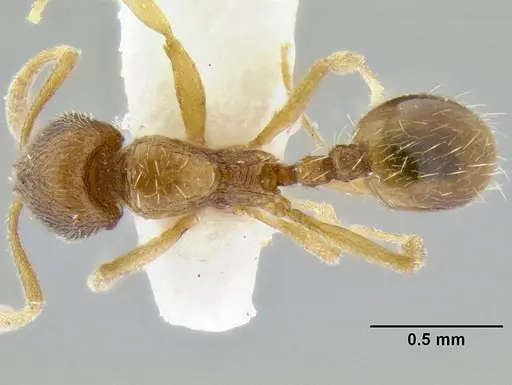 Stenamma excisum specimen CASENT0194045 image casent0194045_1