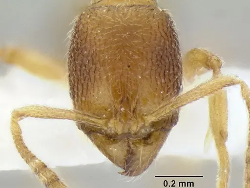 Stenamma excisum specimen CASENT0194045 image casent0194045_2