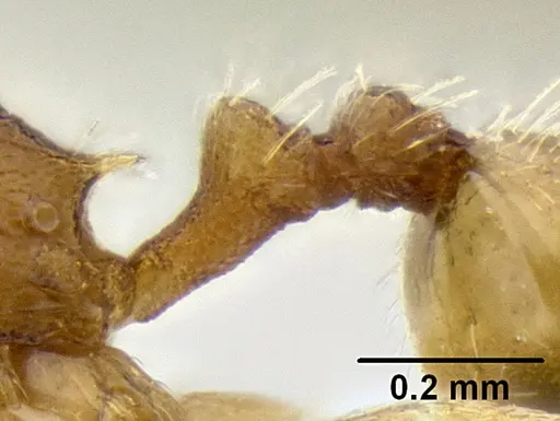 Stenamma excisum specimen CASENT0194045 image casent0194045_4