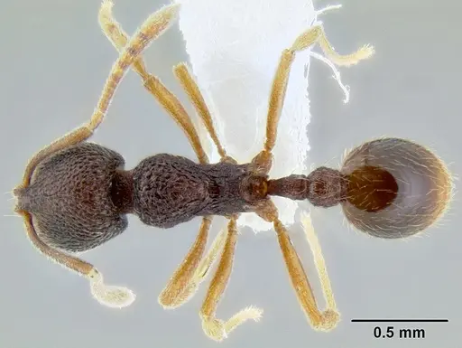 Stenamma excisum specimen CASENT0605441 image casent0605441_1