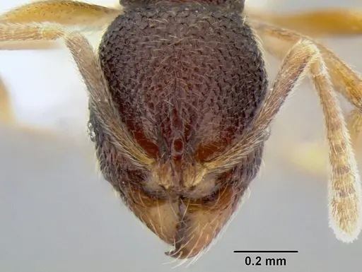 Stenamma excisum specimen CASENT0605441 image casent0605441_2