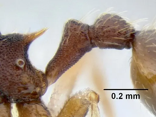 Stenamma excisum specimen CASENT0605441 image casent0605441_4