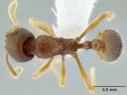 Stenamma excisum specimen CASENT0605500 image casent0605500_1