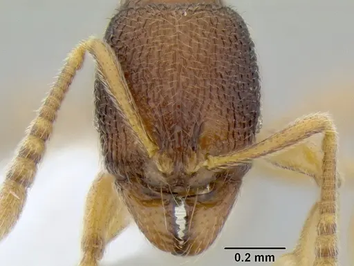 Stenamma excisum specimen CASENT0605500 image casent0605500_2