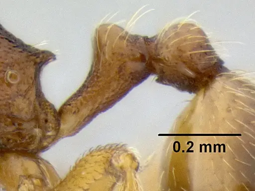 Stenamma excisum specimen CASENT0605500 image casent0605500_4