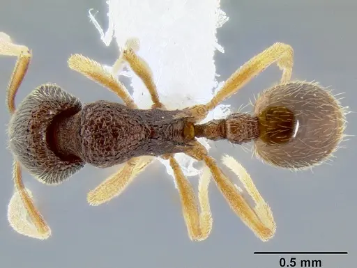 Stenamma excisum specimen CASENT0605563 image casent0605563_1