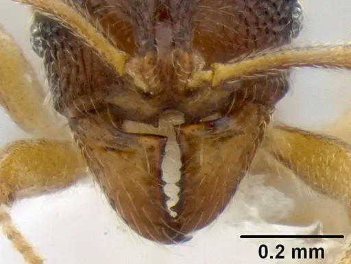 Stenamma excisum specimen CASENT0605563 image casent0605563_3