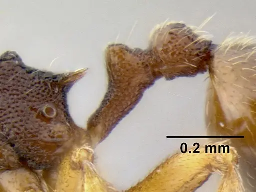 Stenamma excisum specimen CASENT0605563 image casent0605563_5