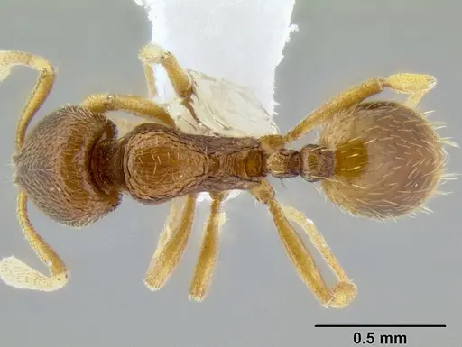 Stenamma excisum specimen CASENT0605734 image casent0605734_1