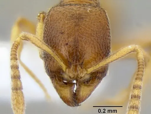 Stenamma excisum specimen CASENT0605734 image casent0605734_2