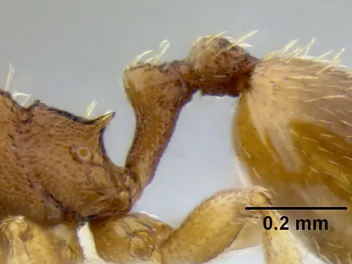 Stenamma excisum specimen CASENT0605734 image casent0605734_4