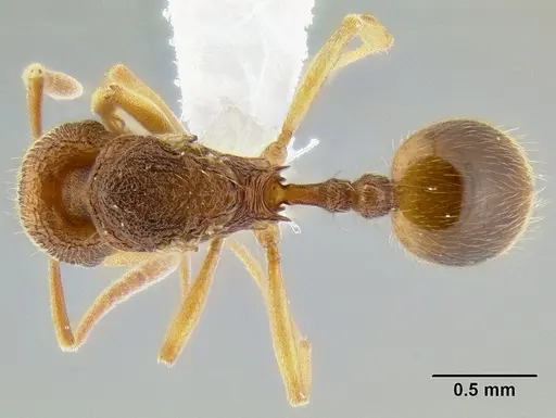 Stenamma excisum specimen CASENT0621799 image casent0621799_1