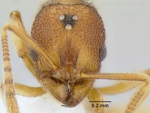 Stenamma excisum specimen CASENT0621799 image casent0621799_2