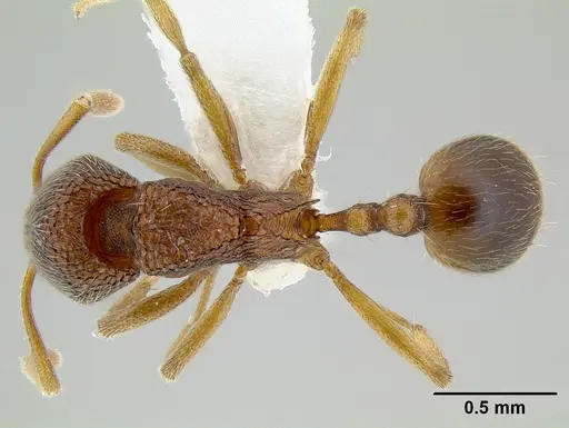 Stenamma excisum specimen CASENT0621834 image casent0621834_1