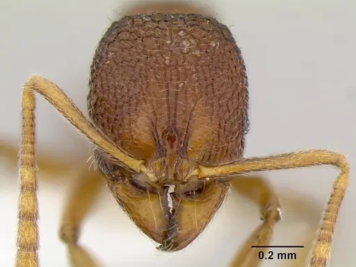 Stenamma excisum specimen CASENT0621834 image casent0621834_2