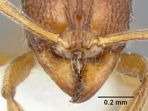 Stenamma excisum specimen CASENT0621834 image casent0621834_3