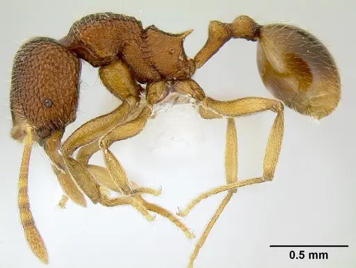 Stenamma excisum specimen CASENT0621834 image casent0621834_4