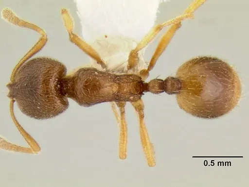 Stenamma excisum specimen CASENT0622434 image casent0622434_1
