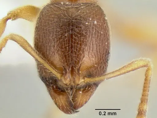 Stenamma excisum specimen CASENT0622434 image casent0622434_2