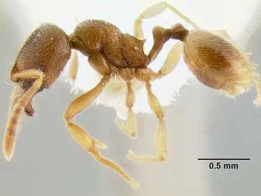 Stenamma excisum specimen CASENT0622434 image casent0622434_3