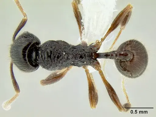 Stenamma expolitico specimen INBIOCRI001282473 image inbiocri001282473_1