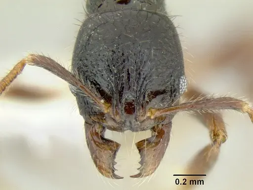 Stenamma expolitico specimen INBIOCRI001282473 image inbiocri001282473_2