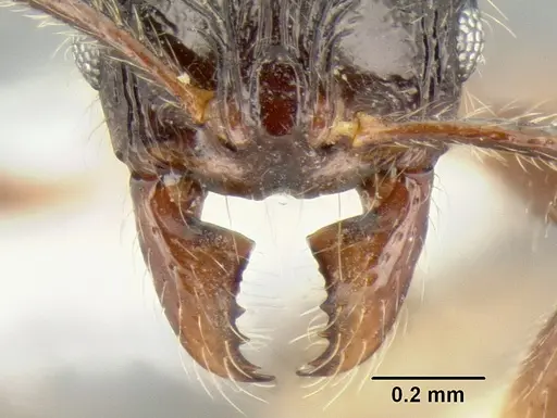 Stenamma expolitico specimen INBIOCRI001282473 image inbiocri001282473_3